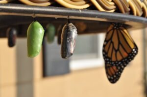 Community-led growth butterfly